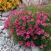 Coreopsis 'Garnet' - Image 3
