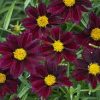 Coreopsis Big Bang™ 'Mercury Rising' - Image 2