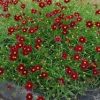 Coreopsis Big Bang™ 'Mercury Rising' - Image 3