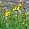 Coreopsis verticillata 'Sylvester' - Image 3