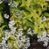 Deutzia gracilis 'Duncan' Chardonnay Pearls
