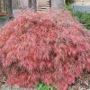 Acer palmatum var. dissectum 'Crimson Queen' - Image 3