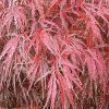 Acer palmatum var. dissectum 'Crimson Queen'