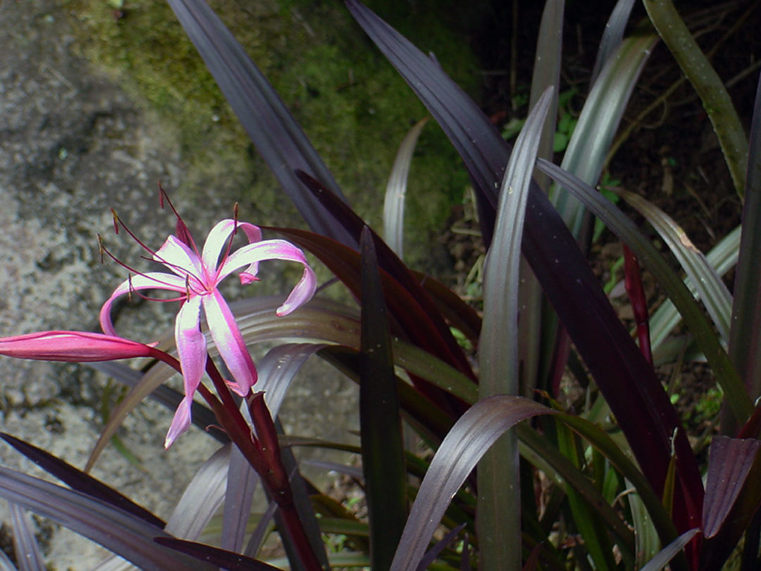 Crinum menehune Kiefer Nursery Trees, Shrubs, Perennials