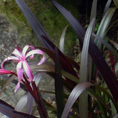 Crinum menehune