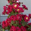 Lagerstroemia 'Centennial Spirit' - Image 2
