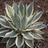 Agave parryi 'Cream Spike'