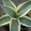 Agave guiengola 'Creme Brulee' - Image 2