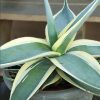 Agave guiengola 'Creme Brulee' - Image 3