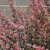 Berberis thunbergii 'Crimson Pygmy' - Image 2