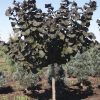 Corylus avellana 'Rosita' - Image 2