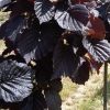 Corylus avellana 'Rosita' - Image 3