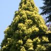Cryptomeria japonica 'Sekkan' - Image 2