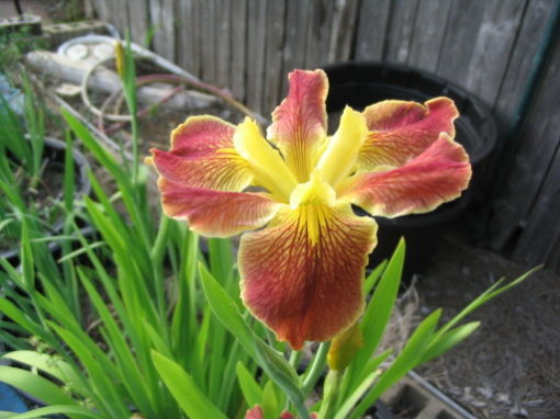 Iris louisiana 'Cajun Sunrise'