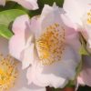 Camellia hybrid 'Cinnamon Scentsation' - Image 2