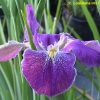 Iris louisiana 'Ces't Si Bon' - Image 2