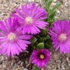 Delosperma ashtonii