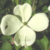 Cornus 'Kn30 8' Venus - Image 3