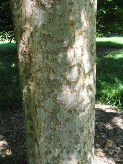 Ulmus parviflora 'Elmer II' Allee - Image 2