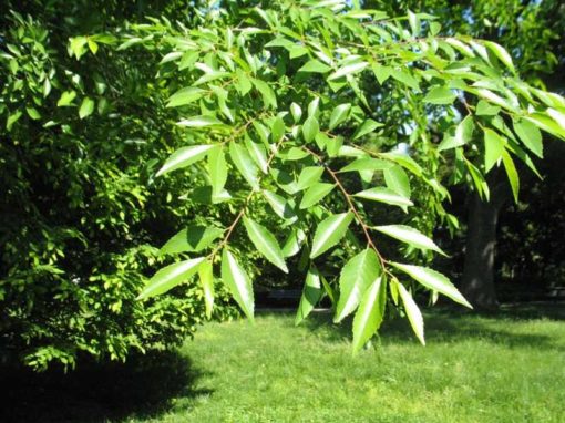 Ulmus parviflora 'Elmer II' Allee - Image 3