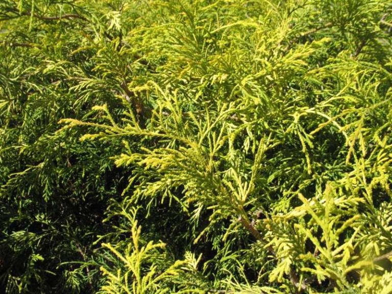 Chamaecyparis pisifera ‘Gold Mop’ | Kiefer Nursery: Trees, Shrubs ...