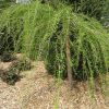 Taxodium distichum 'Cascade Falls'