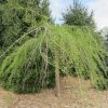 Taxodium distichum 'Cascade Falls' - Image 2