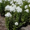 Phlox paniculata 'David'