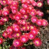 Delosperma 'Jewel of Desert Garnet' - Image 2