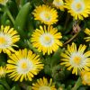 Delosperma 'Jewel of Desert Peridot'