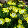 Delosperma 'Jewel of Desert Peridot' - Image 2