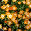 Delosperma 'Jewel of Desert Topaz' - Image 3
