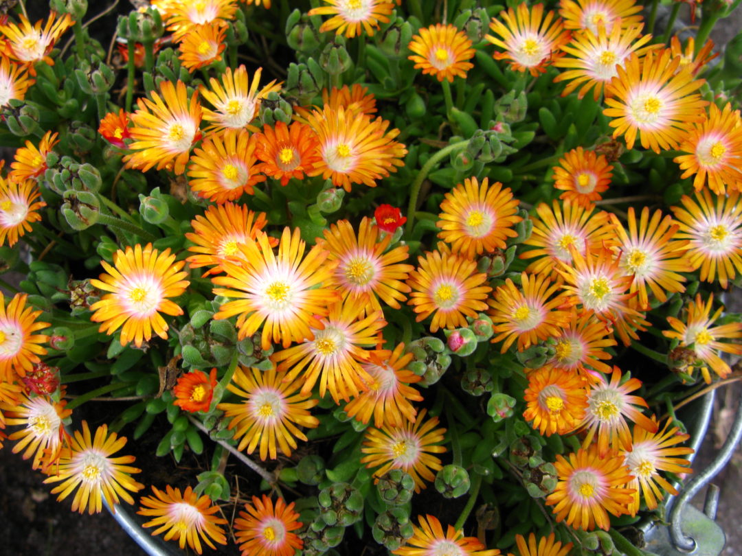 Delosperma ‘Jewel of Desert Topaz’ Kiefer Nursery Trees, Shrubs