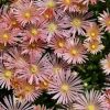 Delosperma 'Kelaidis' PP13867 - Image 3