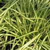 Carex oshimensis 'Evergold'