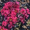 Lagerstroemia 'PILAG-V' (Midnight Magic™) - Image 2