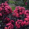 Lagerstroemia 'PILAG-V' (Midnight Magic™) - Image 3