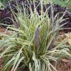 Liriope muscari 'Silvery Sunproof' - Image 2