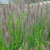 Pennisetum alopecuroides 'Red Head' - Image 2
