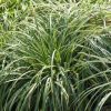Carex morrowii 'Silver Sceptre' - Image 2