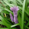 Liriope spicata - Image 3