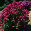 Lagerstroemia 'Enduring SummerTM' Fuchsia