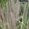 Pennisetum alopecuroides 'Red Head' - Image 3
