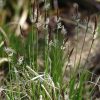 Carex pensylvanica