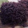 Loropetalum chinense 'Dark Fire' - Image 2