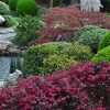 Loropetalum chinense 'Dark Fire' - Image 3