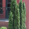 Thuja occidentalis 'Degroot's Spire' - Image 3