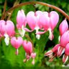 Dicentra spectabilis - Image 2