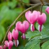 Dicentra spectabilis