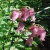 Dicentra formosa 'Luxuriant'
